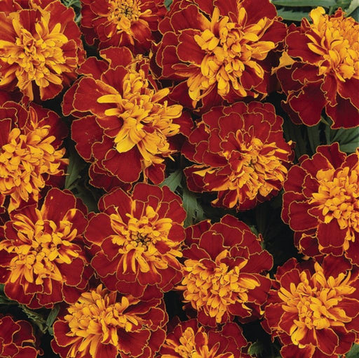 French Marigold Mix (Garden Festival) - Farmers Stop