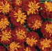 French Marigold Mix (Garden Festival) - Farmers Stop