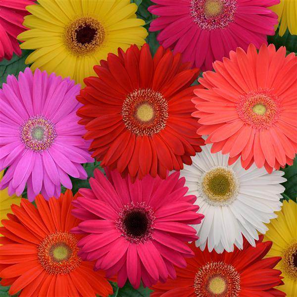 Mega Revolution™ Select Mix Gerbera (PanAmerican Seeds) - Farmers Stop