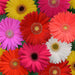 Mega Revolution™ Select Mix Gerbera (PanAmerican Seeds) - Farmers Stop