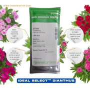 Dianthus Ideal Select Mix Seed (PanAmerican) - Farmers Stop
