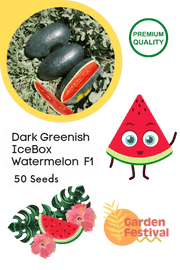 Dark Greenish Icebox type Hybrid Watermelon (Garden Festival) - Farmers Stop