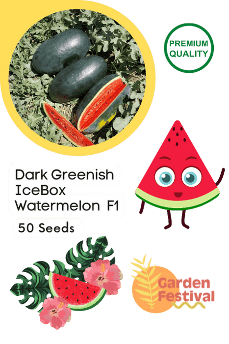 Dark Greenish Icebox type Hybrid Watermelon  (Garden Festival) - Farmers Stop