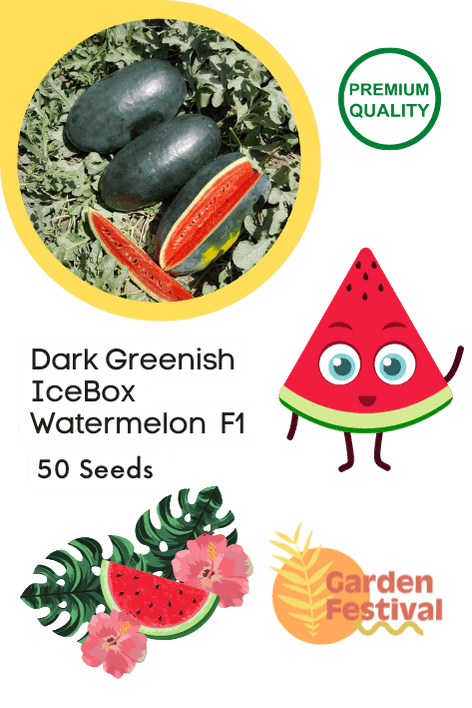 Dark Greenish Icebox type Hybrid Watermelon  (Garden Festival) - Farmers Stop