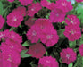 Dianthus F1 Telstar™ Series (Takii Seeds) - Farmers Stop