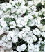 Dianthus F1 Telstar™ Series (Takii Seeds) - Farmers Stop