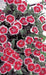Dianthus F1 Telstar™ Series (Takii Seeds) - Farmers Stop