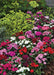 Dianthus F1 Telstar™ Series (Takii Seeds) - Farmers Stop