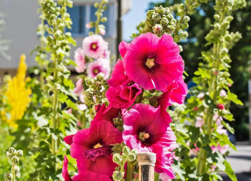 Hollyhock Dwarf Mix (AsiaPacific Seeds, New Zealand) - Farmers Stop