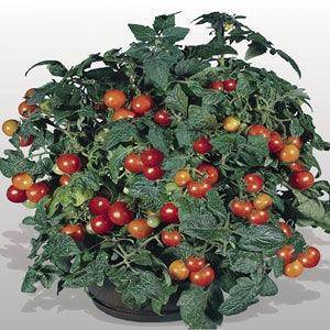 Gardener's Delight Benary Tomato (Benary Seeds) - Farmers Stop