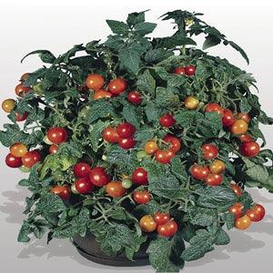 Gardener's Delight Benary Tomato (Benary Seeds) - Farmers Stop