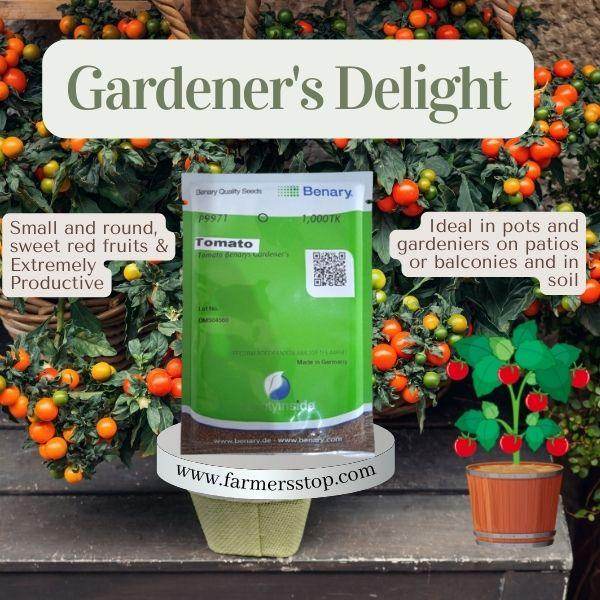 Gardener's Delight Benary Tomato (Benary Seeds) - Farmers Stop