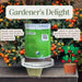 Gardener's Delight Benary Tomato (Benary Seeds) - Farmers Stop