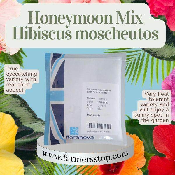 Honeymoon Mix Hibiscus moscheutos (floranova/ASIAPACIFIC) - Farmers Stop