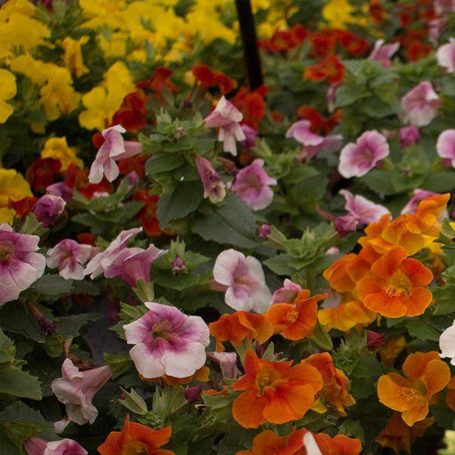 MIMULUS F1 MYSTIC MIX (SAKATA) - Farmers Stop