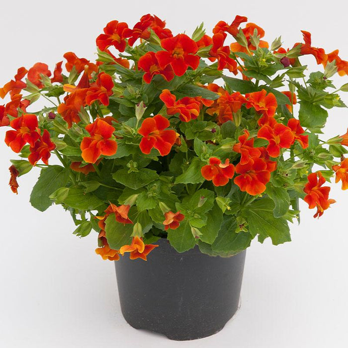 MIMULUS F1 MYSTIC MIX (SAKATA) - Farmers Stop