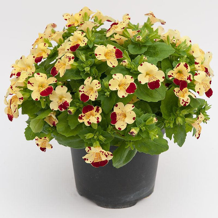 MIMULUS F1 MYSTIC MIX (SAKATA) - Farmers Stop