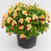 MIMULUS F1 MYSTIC MIX (SAKATA) - Farmers Stop