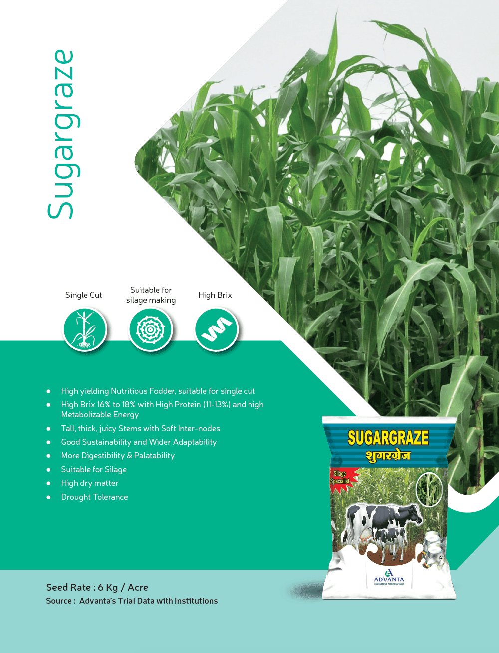 Sugargraze ADV 693 -Hybrid Sweet Sorghum (Advanta) - Farmers Stop