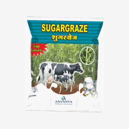 Sugargraze ADV 693 -Hybrid Sweet Sorghum (Advanta) - Farmers Stop