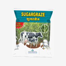 Sugargraze ADV 693 -Hybrid Sweet Sorghum (Advanta) - Farmers Stop