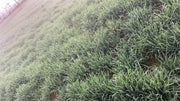 DG09 Israeli Wheat Seeds for Farming - Limited Stock* - COD not available - Farmers Stop