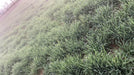 DG09 Israeli Wheat Seeds for Farming - Limited Stock* - COD not available - Farmers Stop