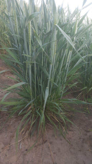 DG09 Israeli Wheat Seeds for Farming - Limited Stock* - COD not available - Farmers Stop