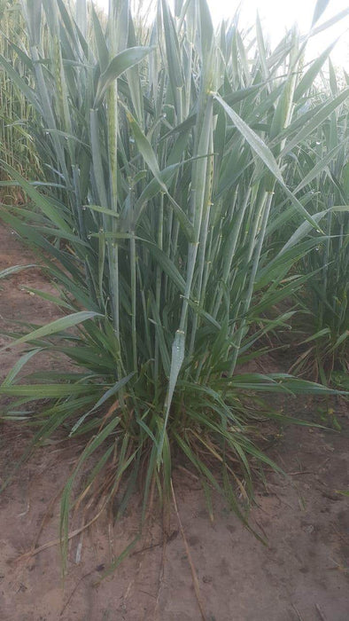 DG09 Israeli Wheat Seeds for Farming - Limited Stock* - COD not available - Farmers Stop