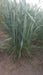 DG09 Israeli Wheat Seeds for Farming - Limited Stock* - COD not available - Farmers Stop
