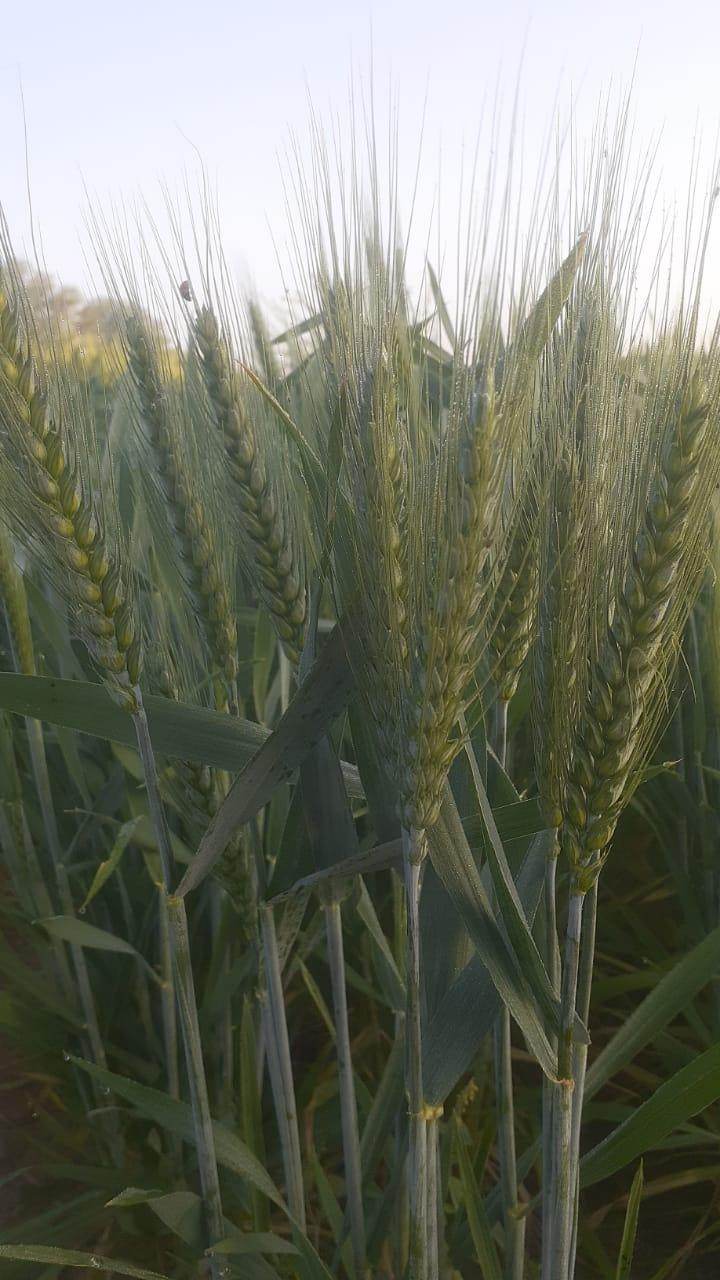DG09 Israeli Wheat Seeds for Farming - Limited Stock* - COD not available - Farmers Stop