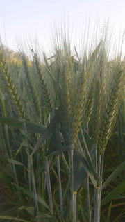 DG09 Israeli Wheat Seeds for Farming - Limited Stock* - COD not available - Farmers Stop