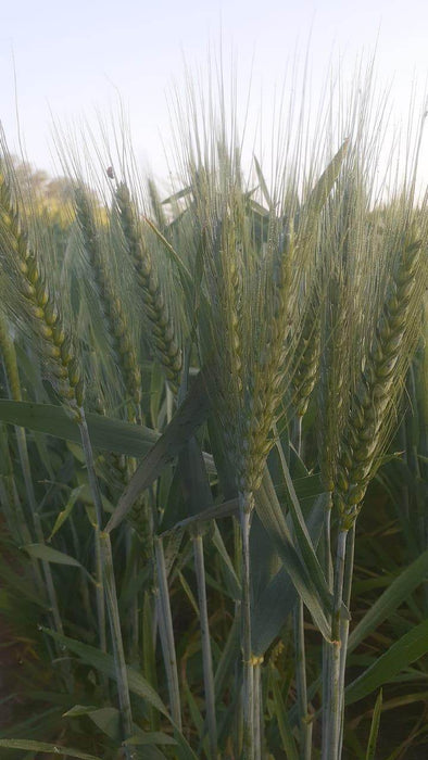 DG09 Israeli Wheat Seeds for Farming - Limited Stock* - COD not available - Farmers Stop