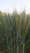 DG09 Israeli Wheat Seeds for Farming - Limited Stock* - COD not available - Farmers Stop