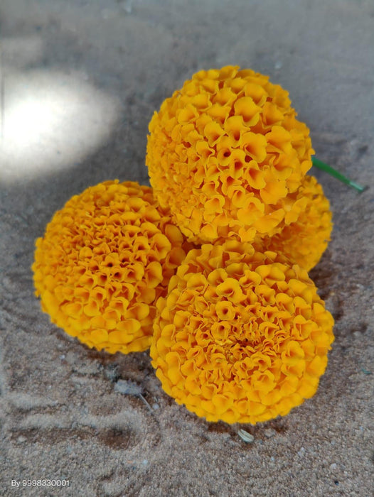 Tennyson Plus F1 Hybrid Orange Marigold (Konico Seed's) - Farmers Stop