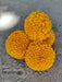 Tennyson Plus F1 Hybrid Orange Marigold (Konico Seed's) - Farmers Stop