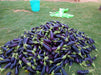 BSS 980 ARSHABH F1 HYBRID BRINJAL / KALASH SEEDS - Farmers Stop