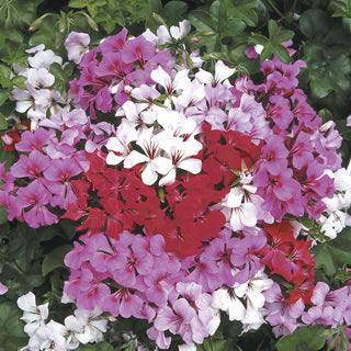 Tornado™ Formula Trailing Geranium (Syngenta Flowers/Asia Pacific) - Farmers Stop