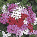 Tornado™ Formula Trailing Geranium (Syngenta Flowers/Asia Pacific) - Farmers Stop