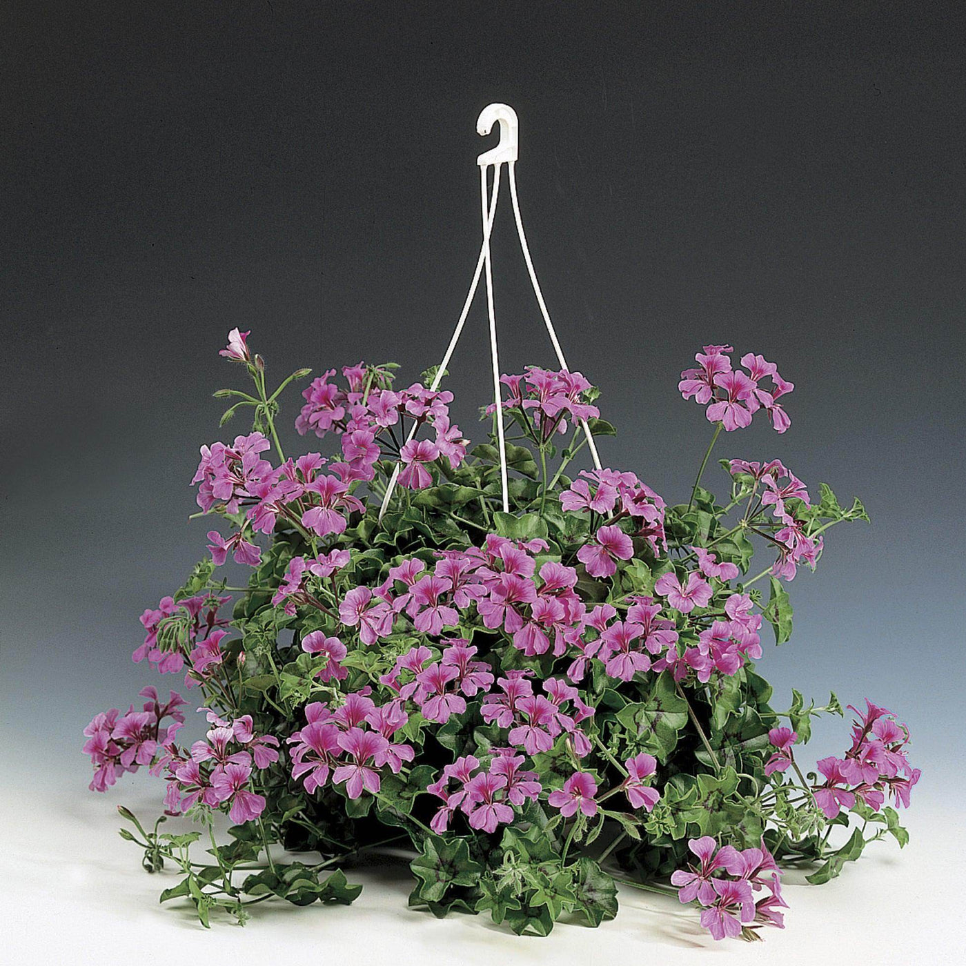 Tornado™ Formula Trailing Geranium (Syngenta Flowers/Asia Pacific) - Farmers Stop