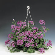 Tornado™ Formula Trailing Geranium (Syngenta Flowers/Asia Pacific) - Farmers Stop