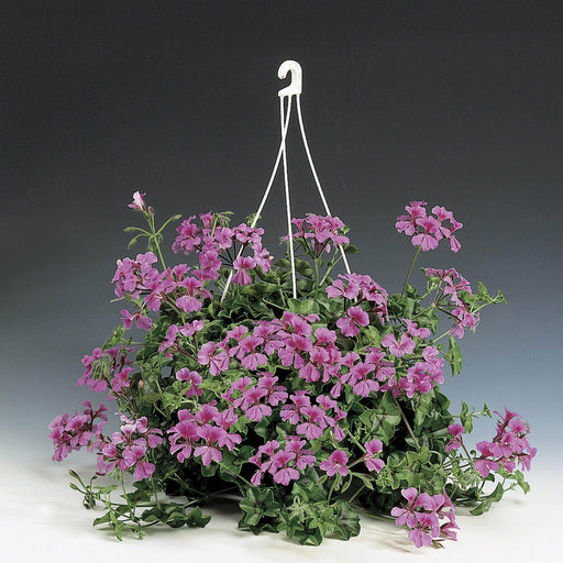 Tornado™ Formula Trailing Geranium (Syngenta Flowers/Asia Pacific) - Farmers Stop