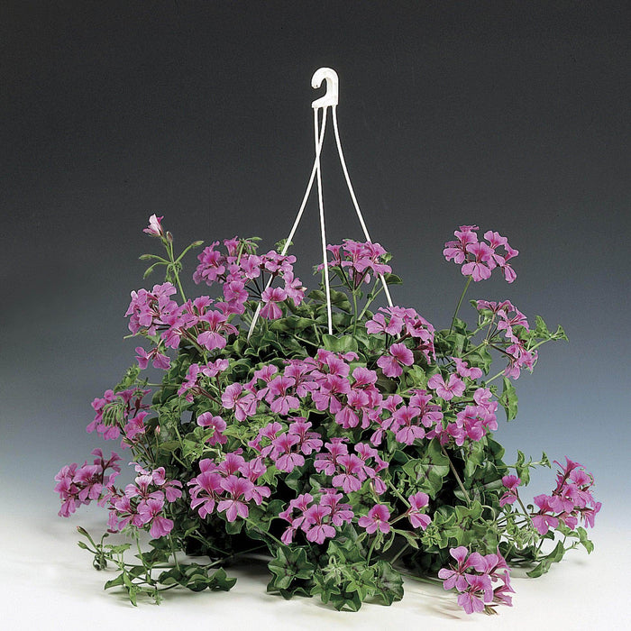 Tornado™ Formula Trailing Geranium (Syngenta Flowers/Asia Pacific) - Farmers Stop