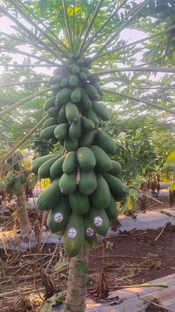 Red Baby Hybrid F1 Papaya (Known You Seeds - Taiwan) - Farmers Stop