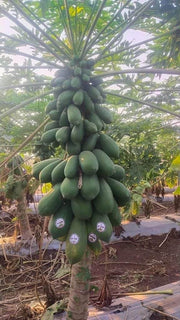 Red Baby Hybrid F1 Papaya (Known You Seeds - Taiwan) - Farmers Stop