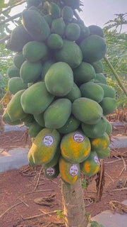 Red Baby Hybrid F1 Papaya (Known You Seeds - Taiwan) - Farmers Stop