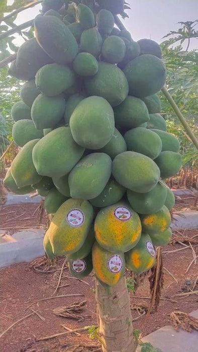 Red Baby Hybrid F1 Papaya (Known You Seeds - Taiwan) - Farmers Stop