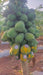 Red Baby Hybrid F1 Papaya (Known You Seeds - Taiwan) - Farmers Stop