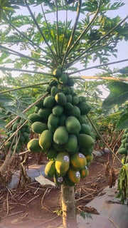 Red Baby Hybrid F1 Papaya (Known You Seeds - Taiwan) - Farmers Stop