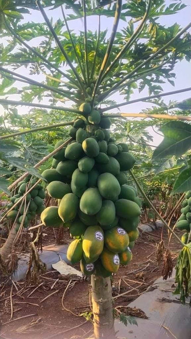 Red Baby Hybrid F1 Papaya (Known You Seeds - Taiwan) - Farmers Stop